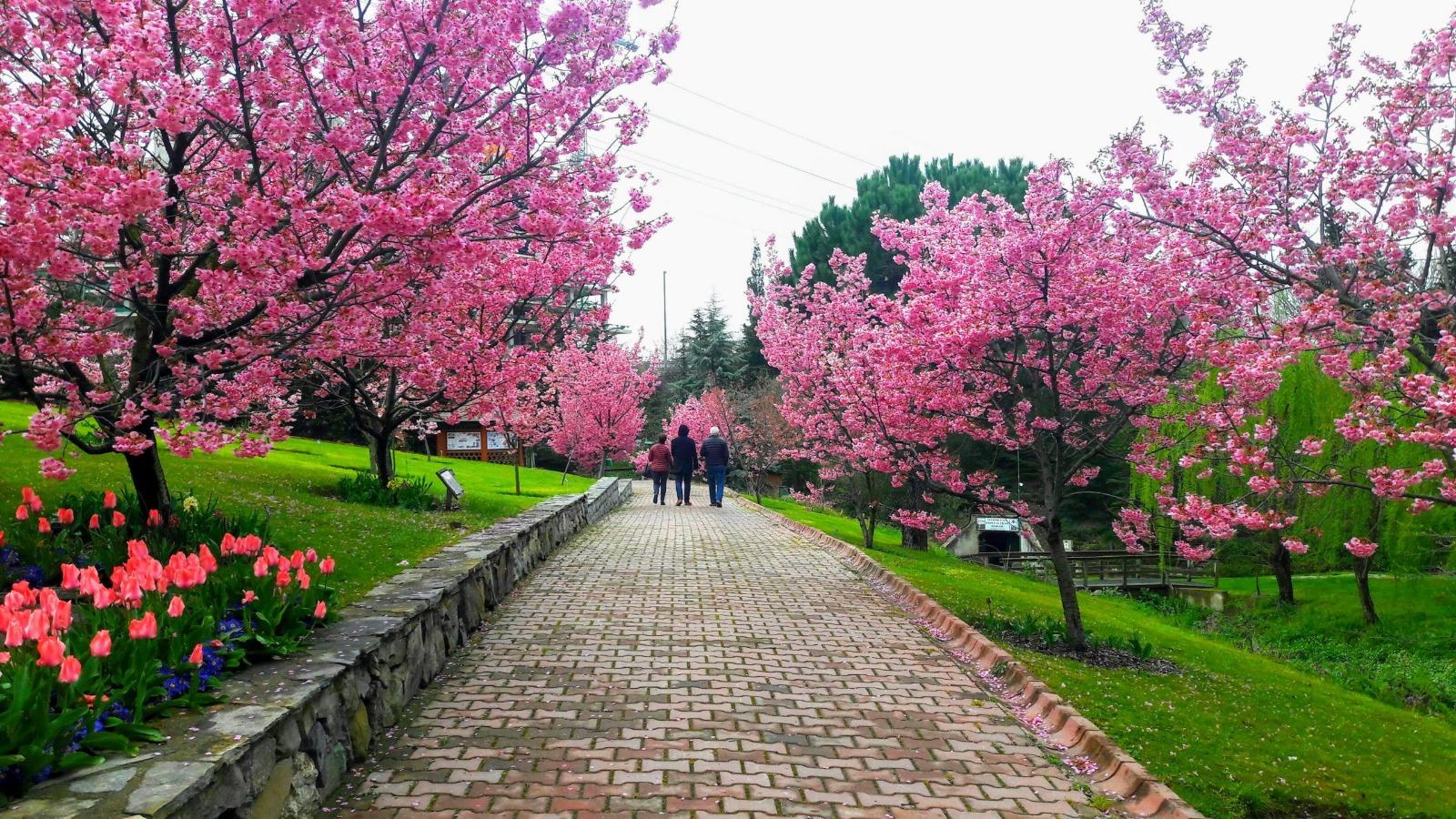 🌿 Ali Nihat Gökyiğit Botanik Bahçesi